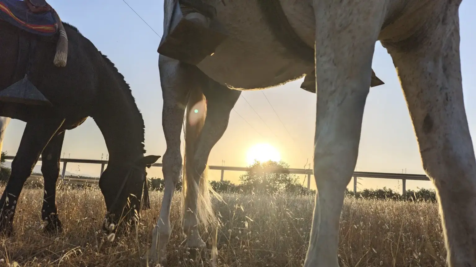 Vista panorámica de una ruta a caballo al atardecer en el entorno natural de Antequera.